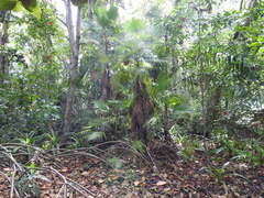 Acoelorraphe wrightii