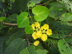 Stigmaphyllon emarginatum