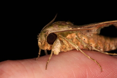 Xylophanes zurcheri