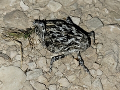 Phrynotettix robustus