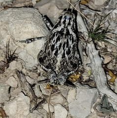 Phrynotettix robustus