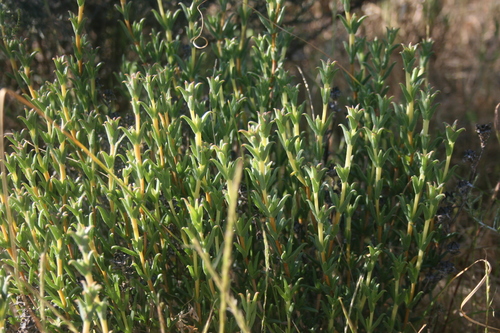 Image of Bract Spoonfig (Erepsia bracteata) by (c) Jacques van der Merwe, some rights reserved (CC BY-SA)