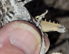 Phrynotettix robustus