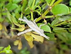 Clematodes larreae