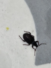 Otiorhynchus rugosostriatus