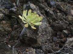 Aeonium urbicum