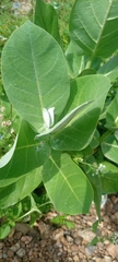 Calotropis procera image