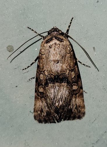 Sympistis occata Grote, 1875