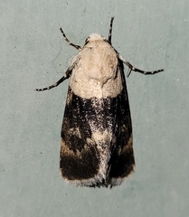 Sympistis basifugens