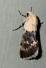 Sympistis basifugens