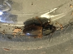 Anisodactylus sanctaecrucis