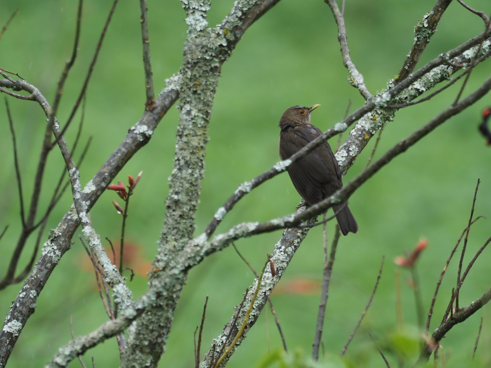 Turdus maculirostris image