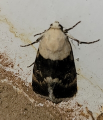 Sympistis basifugens