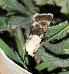 Sympistis basifugens