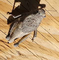 Phrynotettix robustus