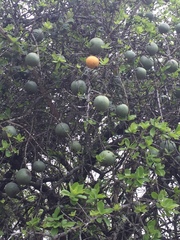 Strychnos madagascariensis