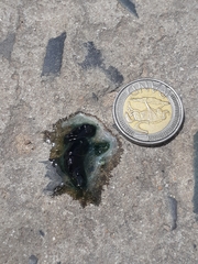 Onychognathus morio morio