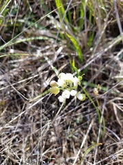 Physaria ovalifolia alba