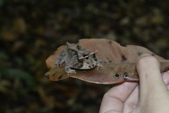 Proceratophrys renalis