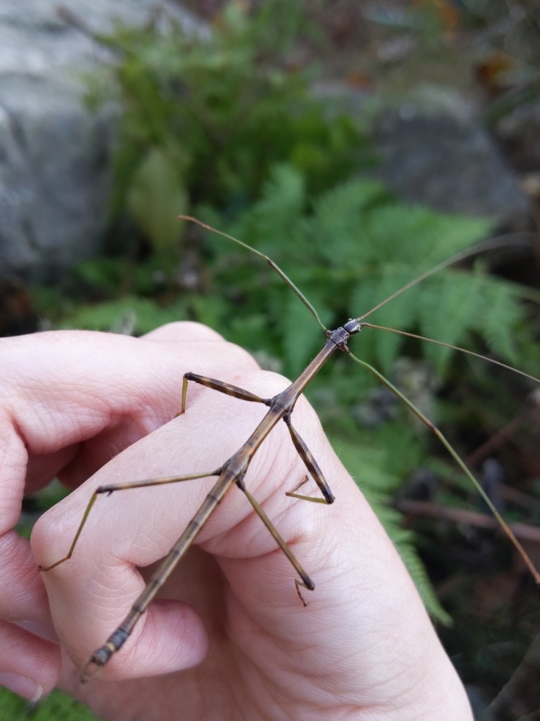 walkingstick