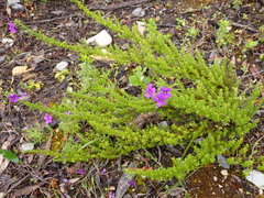 Jamesbrittenia tenuifolia