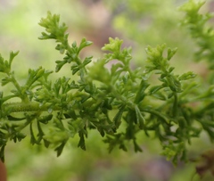 Jamesbrittenia tenuifolia