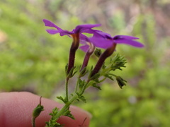 Jamesbrittenia tenuifolia