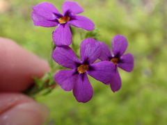 Jamesbrittenia tenuifolia