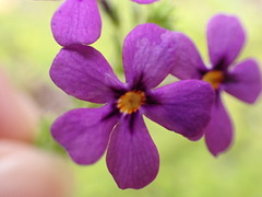 Jamesbrittenia tenuifolia