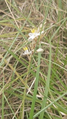 Chlorophytum saundersiae