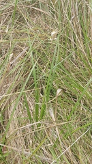 Chlorophytum saundersiae