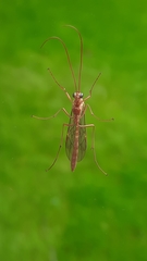 Ophion obscuratus