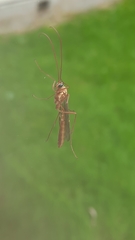 Ophion obscuratus