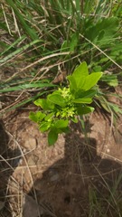 Vangueria venosa