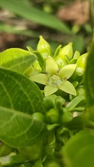 Vangueria venosa