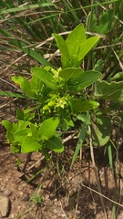 Vangueria venosa