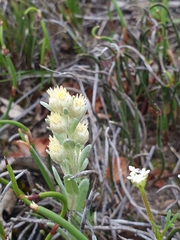 Pterochaeta paniculata