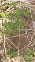 Acalypha punctata