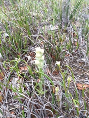 Pterochaeta paniculata