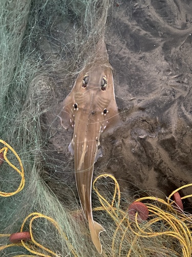 Smoothnose wedgefish (Rhynchobatus laevis) — Rhinidae — 5