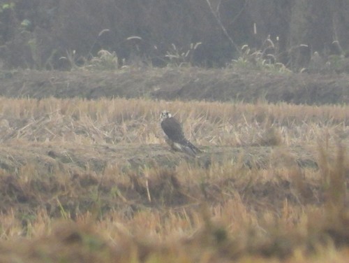Peregrine Falcon (Tundra)