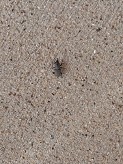 Sphenophorus compressirostris