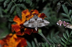 Macdunnoughia purissima