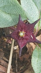 Brachystelma pulchellum