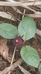 Brachystelma pulchellum