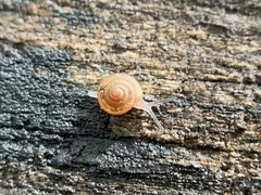 Euconulus