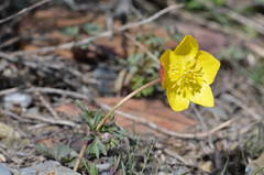 Anemone biflora gortschakowii
