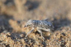 Trichocleonus leucophyllus