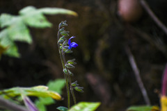 Salvia scutellarioides