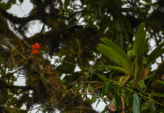 Epidendrum cochlidium